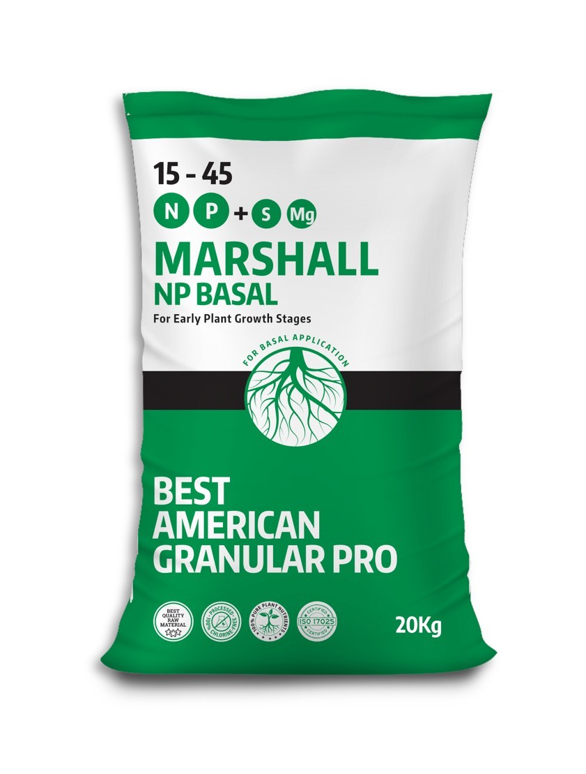 Best American Marshall